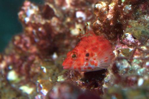 Pixy Hawkfish