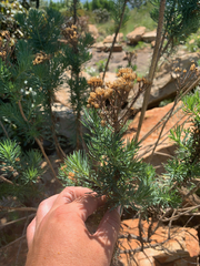 Phymaspermum athanasioides