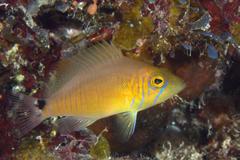 Hypoplectrus unicolor