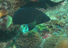 Hypoplectrus chlorurus