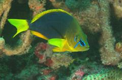 Hypoplectrus guttavarius