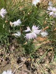 Dianthus mooiensis