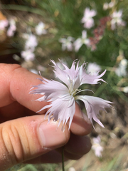 Dianthus mooiensis