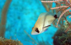 Hypoplectrus providencianus