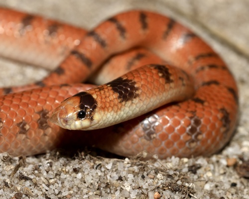 Southern Shovel-nosed Snake sighting