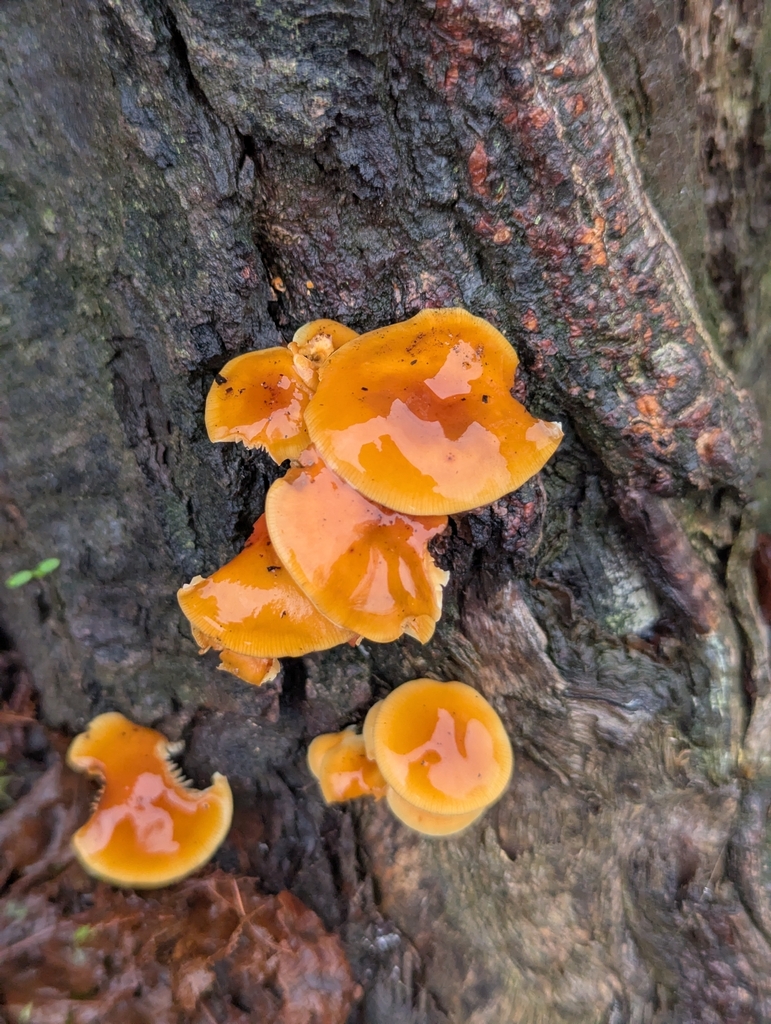 Flammulina · November 2025 · photo: © pilmar (iNaturalist, cc0)