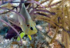 Hypoplectrus unicolor