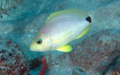 Hypoplectrus unicolor