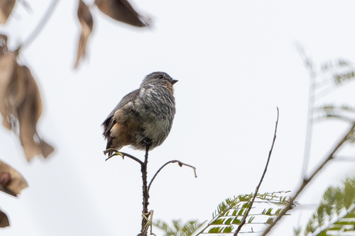 Buff-throated Purpletuft (Iodopleura pipra), photo 3