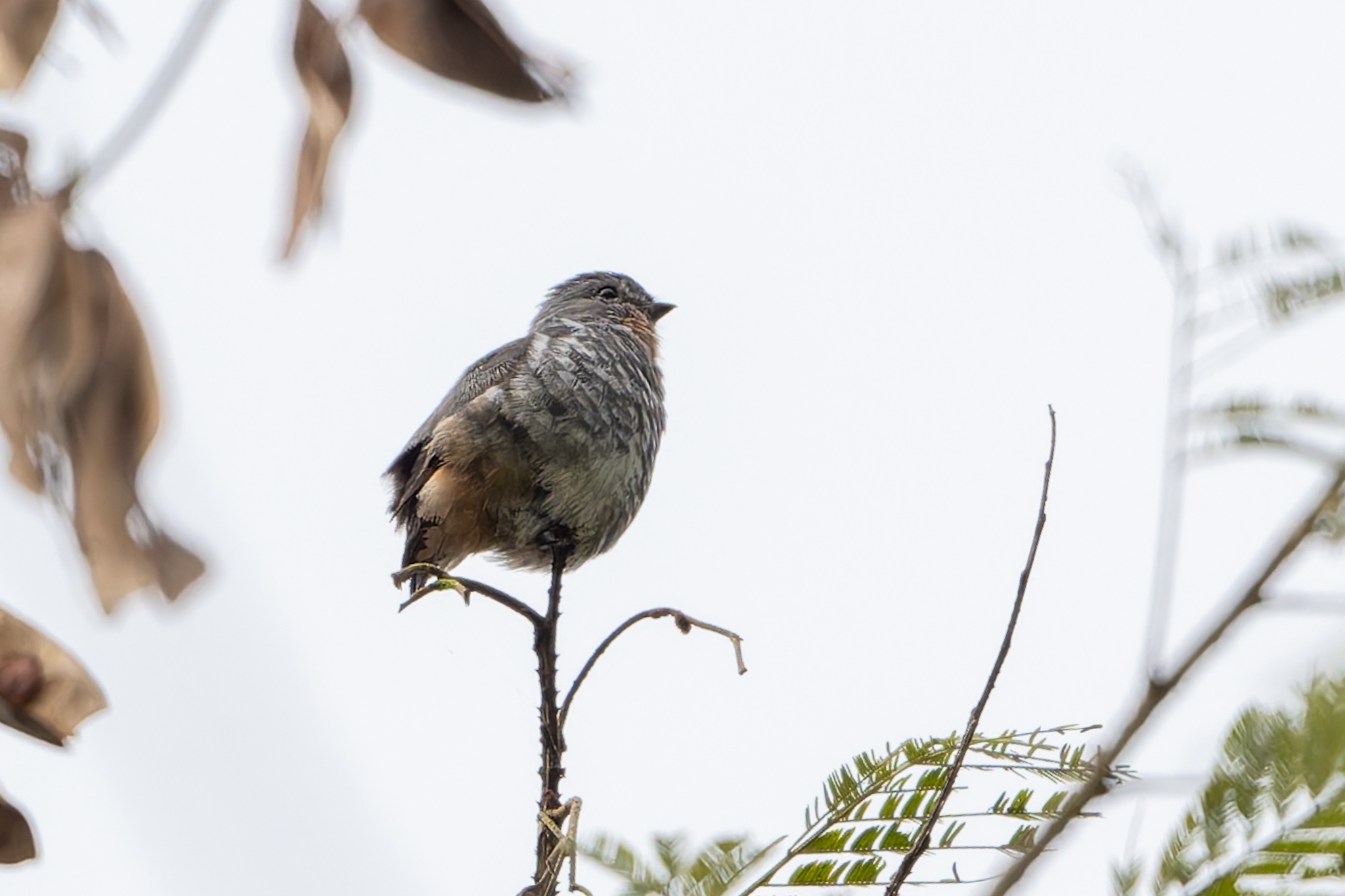 Buff-throated Purpletuft (Iodopleura pipra), photo 3