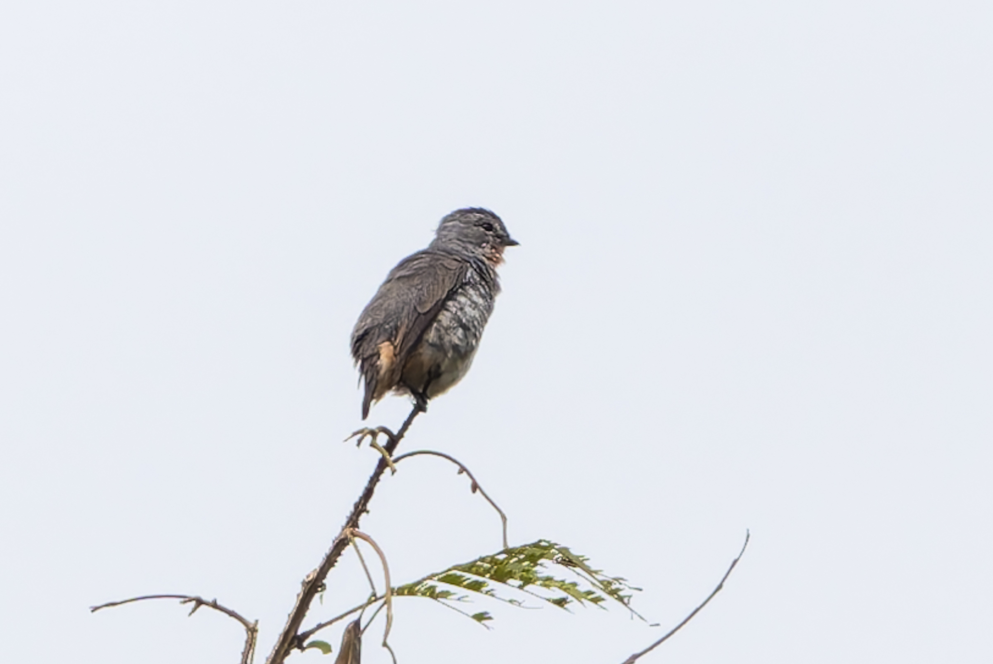Buff-throated Purpletuft (Iodopleura pipra), photo 4