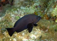 Hypoplectrus nigricans