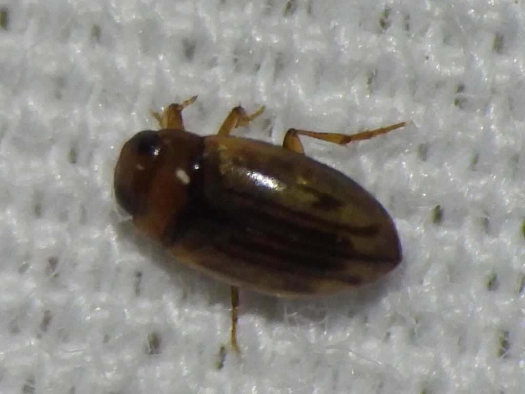 Neobidessus pulloides