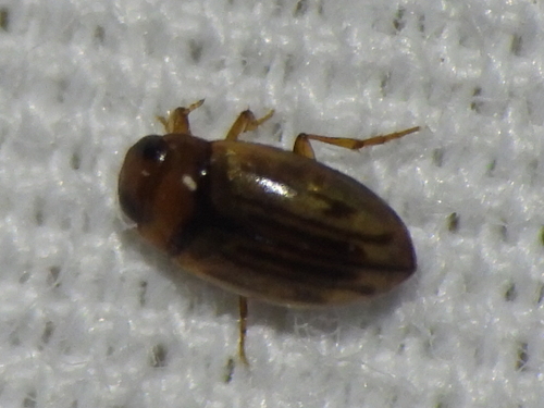 Neobidessus pulloides