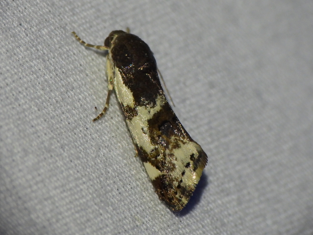 Tarache lanceolata
