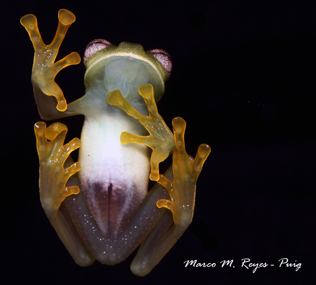 Buenaventura Glassfrog