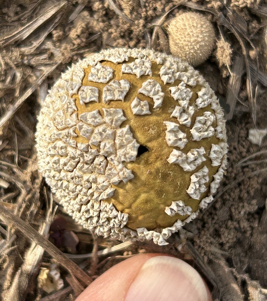 Lycoperdon marginatum · November 2025 · photo: © northcut1 (iNaturalist, cc-by)