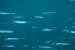 Hemiramphus saltator