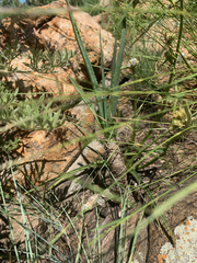 Aloe verecunda