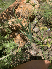 Aloe verecunda