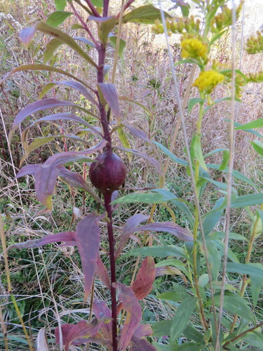 Unknown species found near Delaware County, NY, USA