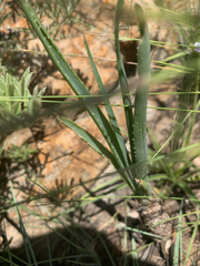 Aloe verecunda