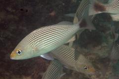 Haemulon maculicauda