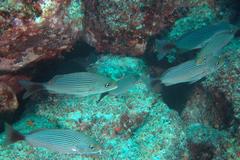 Haemulon maculicauda