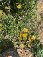 Berkheya seminivea