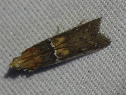 Honora mellinella photo 2