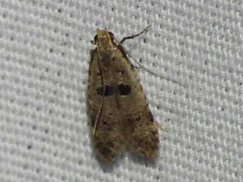 Deltophora glandiferella photo 2