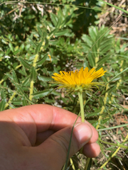 Berkheya seminivea