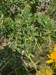 Berkheya seminivea