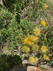 Berkheya seminivea