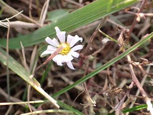 southern annual saltmarsh aster