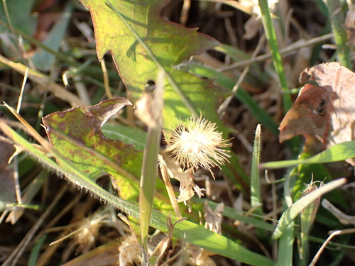 yellow foxtail