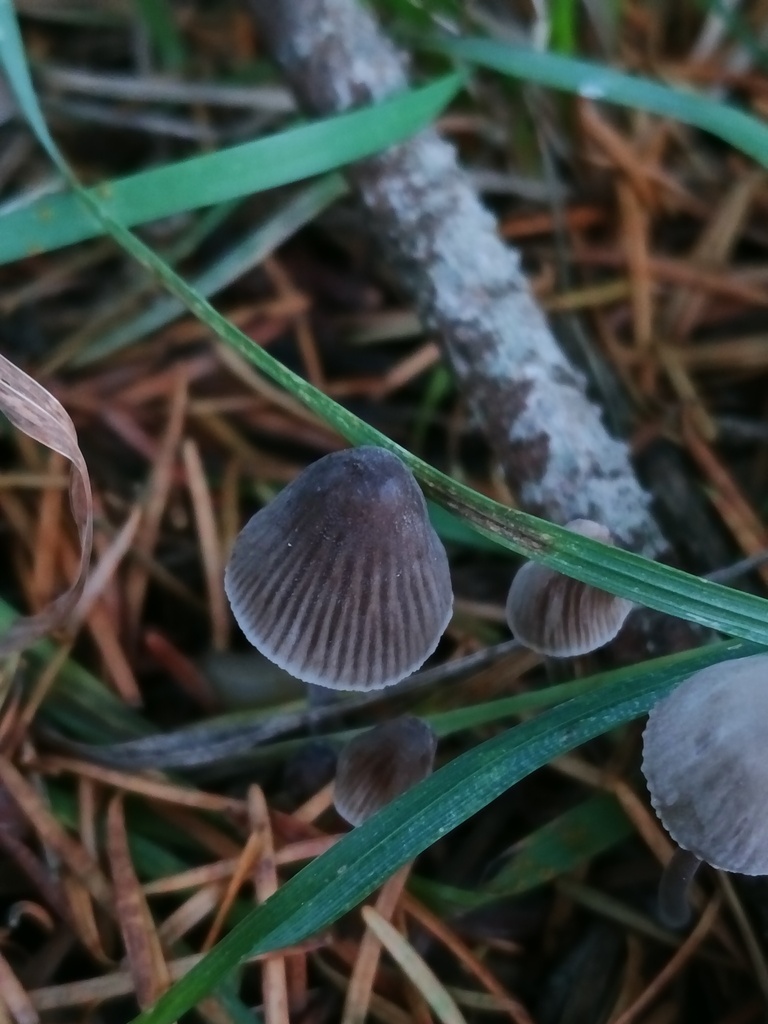 Mycena leptocephala · November 2025 · photo: © beetl_3 (iNaturalist, cc-by)