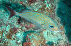 Haemulon carbonarium