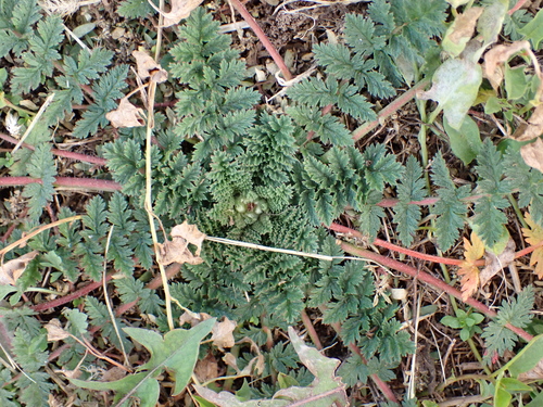 Redstem Stork's-bill