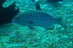 Mycteroperca venenosa