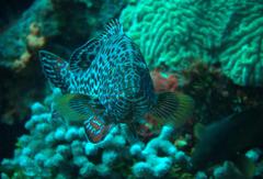 Mycteroperca venenosa