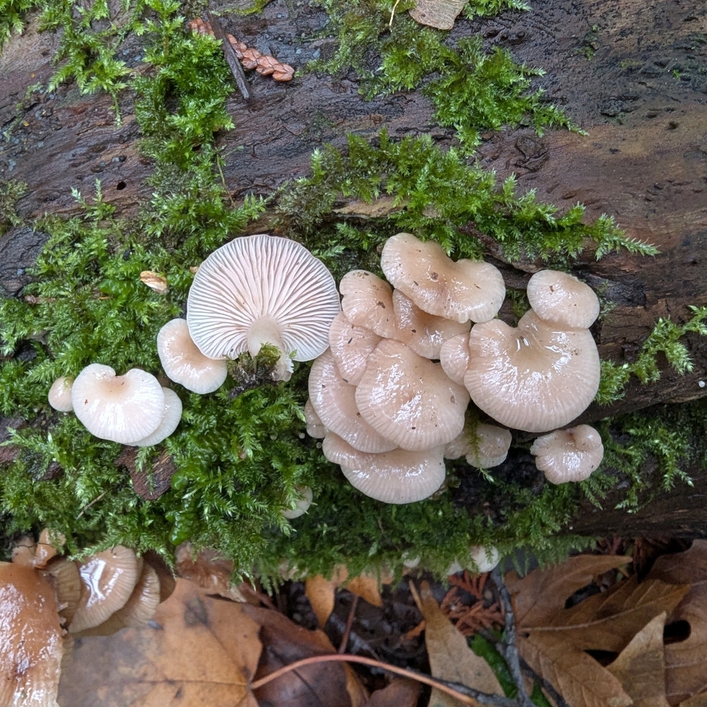 Scytinotus longinquus · November 2025 · photo: © ssquazzo (iNaturalist, cc-by)