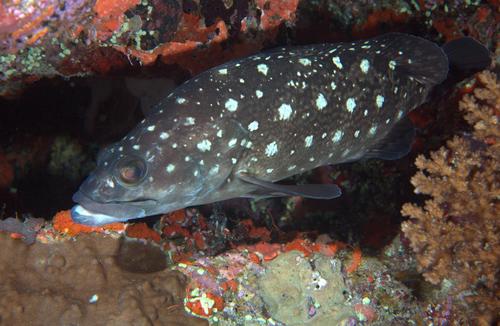 Whitespotted Grouper