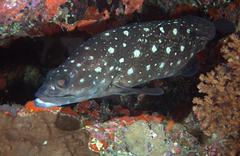 Epinephelus coeruleopunctatus