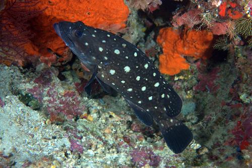 Whitespotted Grouper