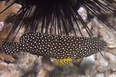 Epinephelus coeruleopunctatus