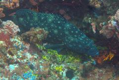 Epinephelus coeruleopunctatus
