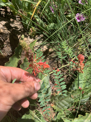 Indigofera oxytropis