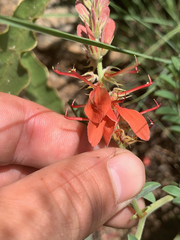 Indigofera oxytropis