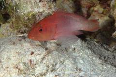 Cephalopholis spiloparaea